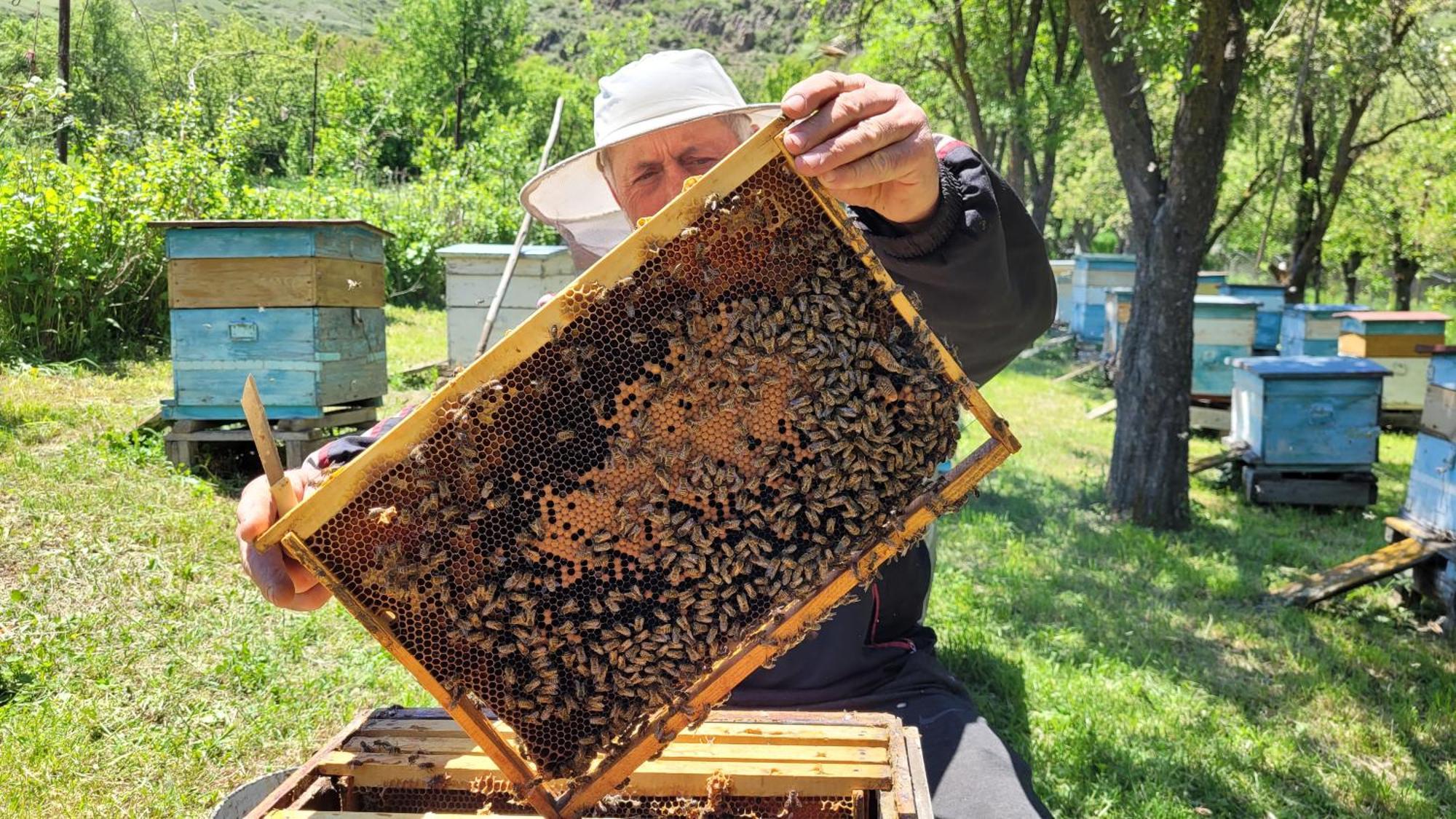 Bee House Hotel Pia Exterior foto