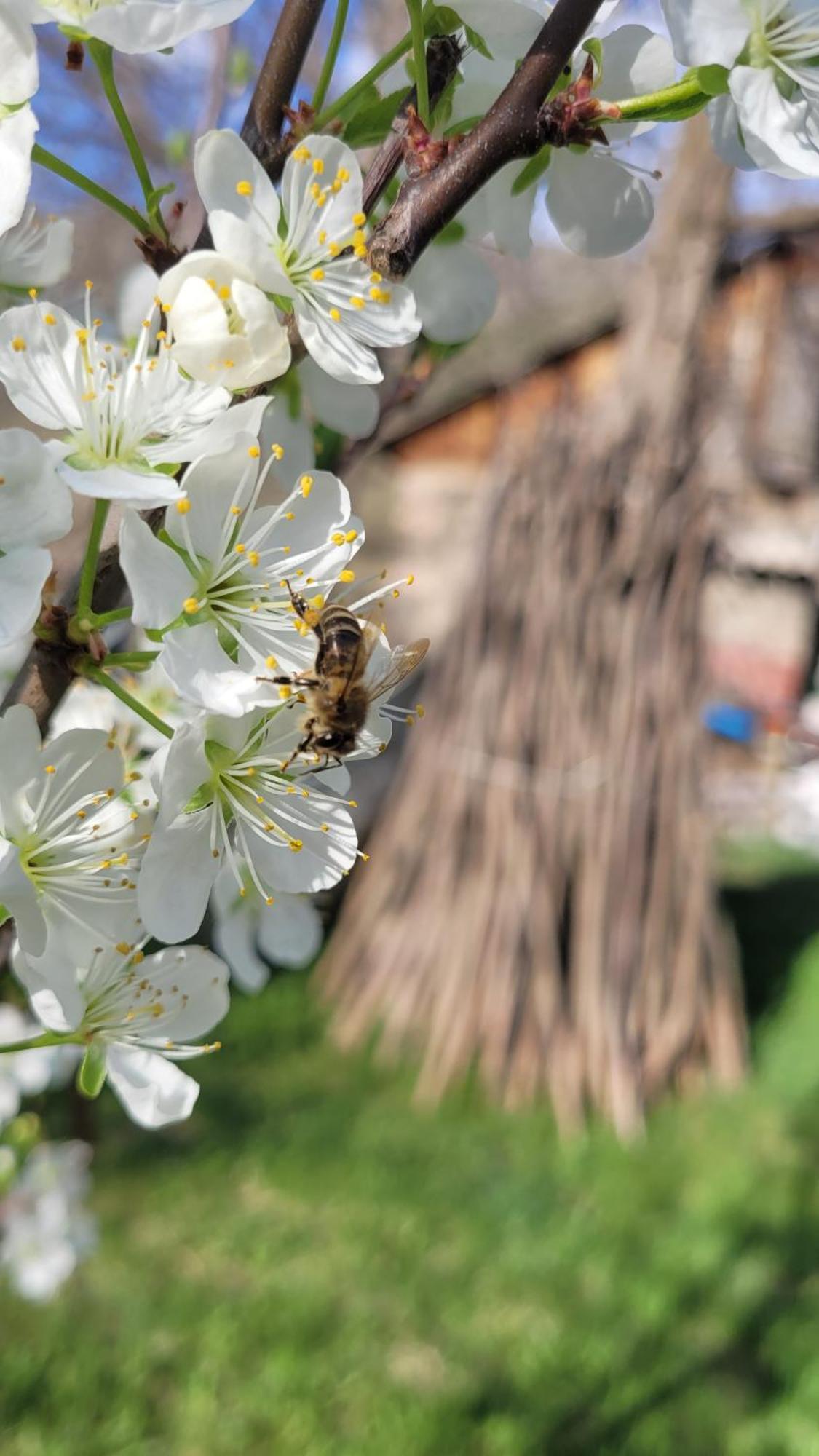 Bee House Hotel Pia Exterior foto
